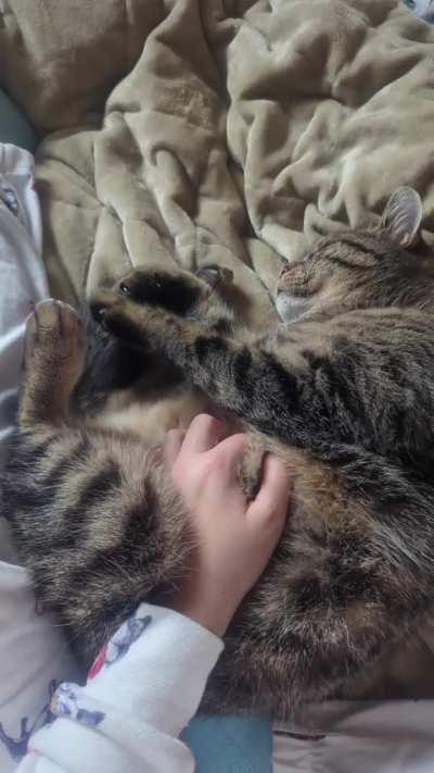 Sleepy biscuits