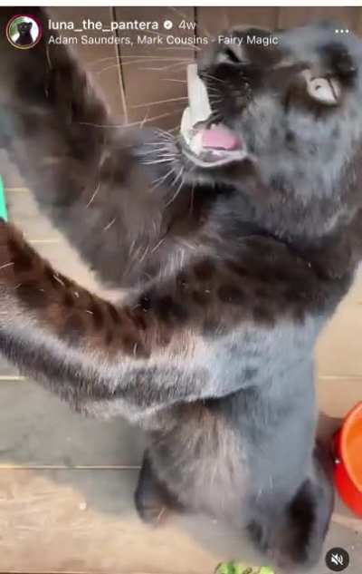 Luna&rsquo;s Teefies
