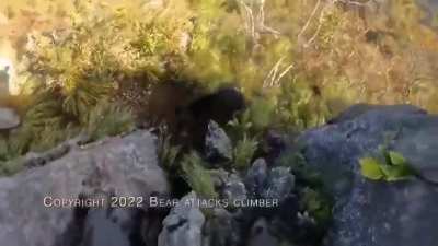 Poor bear just wanted to play&hellip;