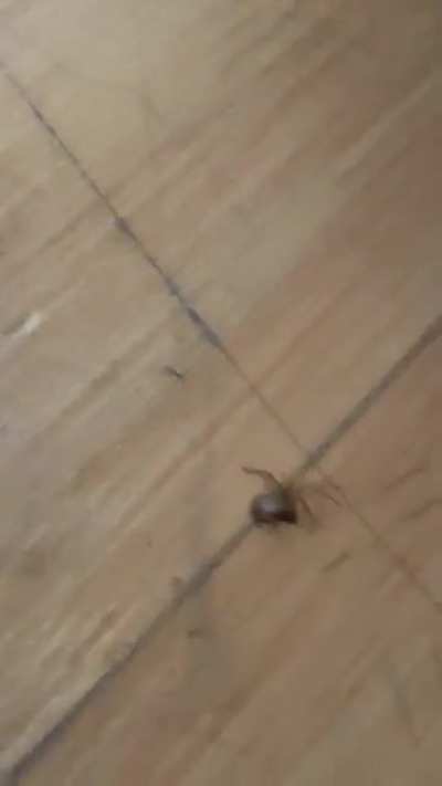 *arachnophobia intensifies*