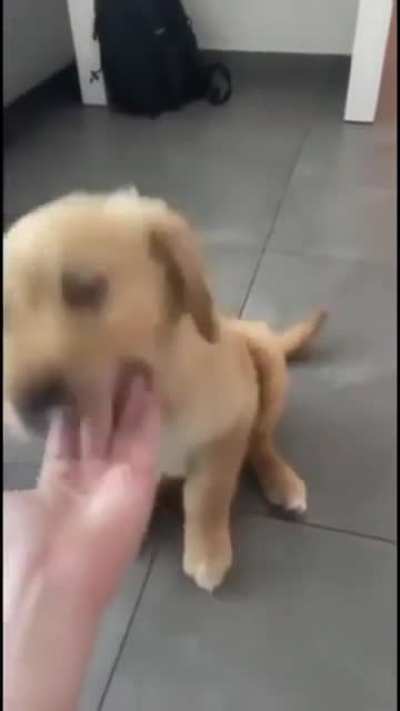 Types of puppers