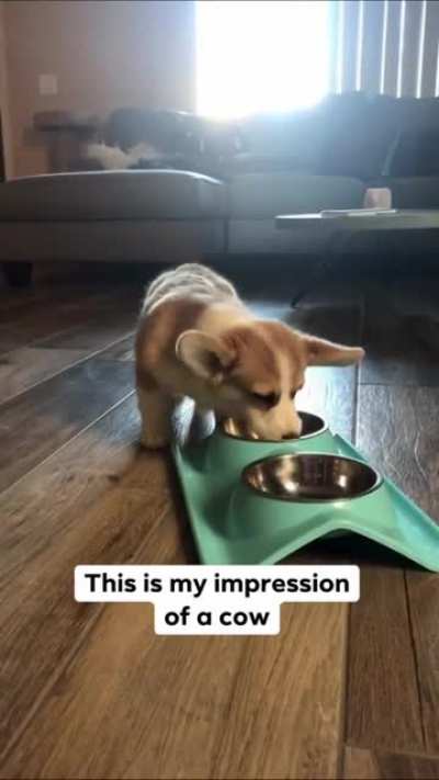 Corgi's impressions