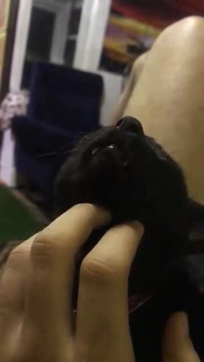 Chin scritches teefies