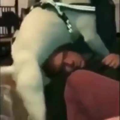 Orelha de b&ecirc;bado!