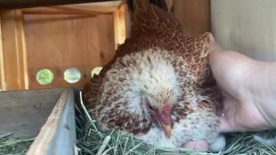 Poor sweet Agatha really wants to hatch the the other girls&rsquo; infertile eggs as well as the ceramic fake ones
