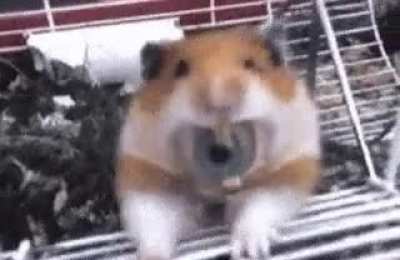 What a cute hamster... oh no no