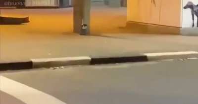 Esse novo trailer de GTA ta muito bom