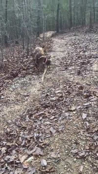 Charge!!