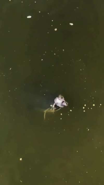 Catfish hunts a bird 