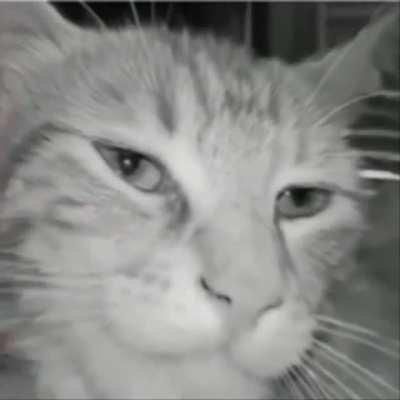 Giga-Cat