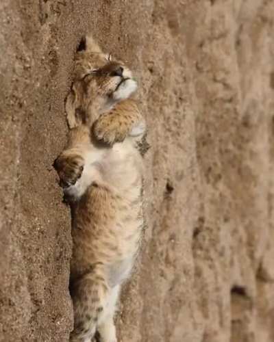 Lion cub enjoying some R&amp;amp;R