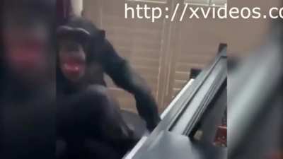 orson pianista?