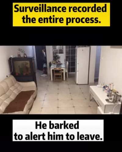 Smart doggo saves his human