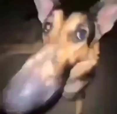 moldy dog