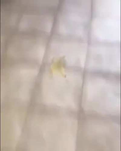 banana peel