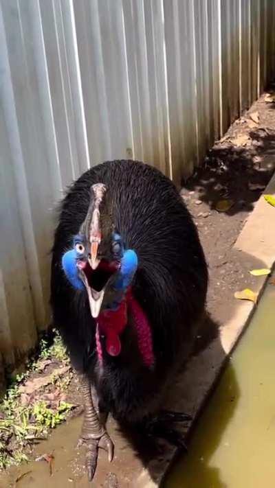 The cassowary is commonly acknowledged as the world&rsquo;s most dangerous bird, particularly to humans