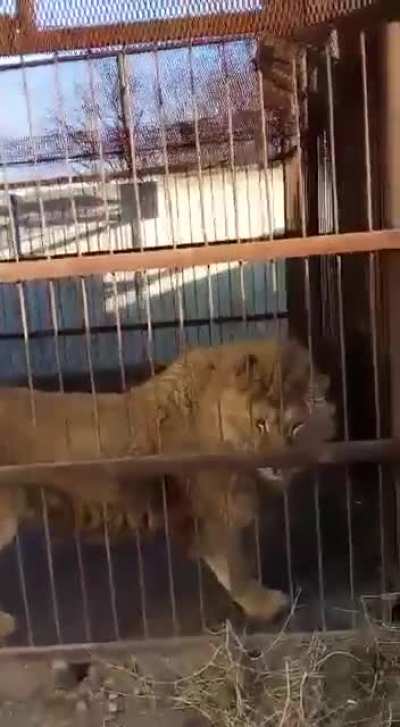 Blursed guard dog