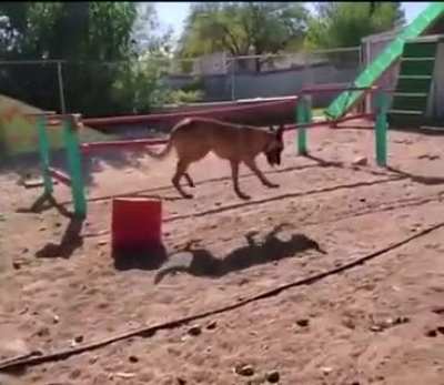 This dog is a different breed