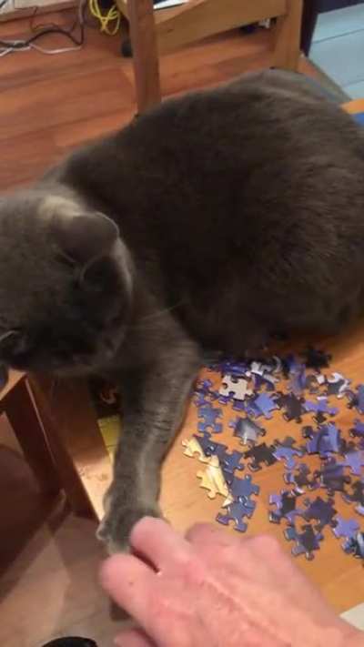 My horrible cat isn&rsquo;t even allowed on the table!