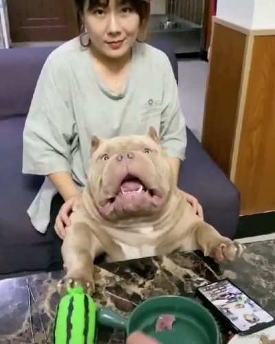 1 dog unit