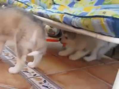 Woof_irl