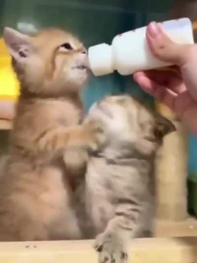 Epic battle