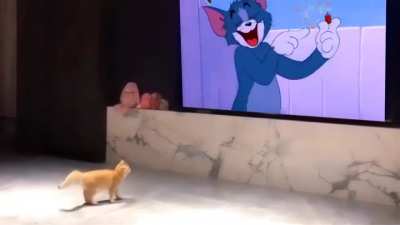 Котик