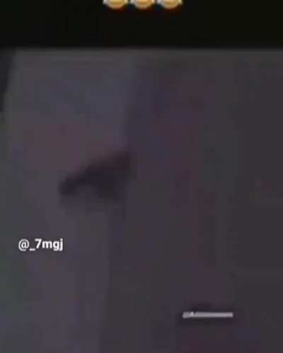 rip bird