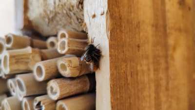 Wild bee mating/pairing