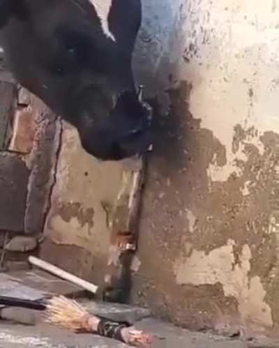Good cow saves water