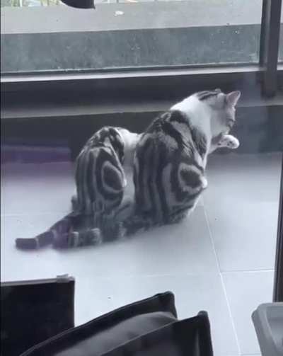 learning to wash paws every morning