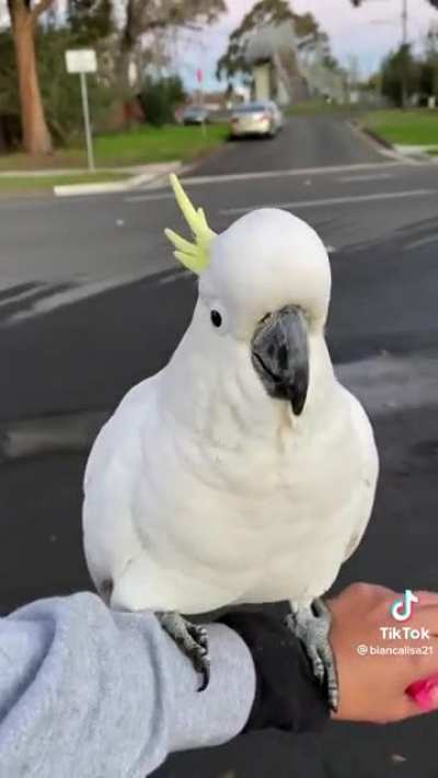 Random cockatoo flies down to say &ldquo;hello&rdquo;