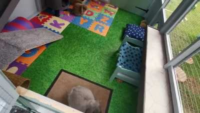 Buns new home! (I'm really happy with it so just wanted to share!)