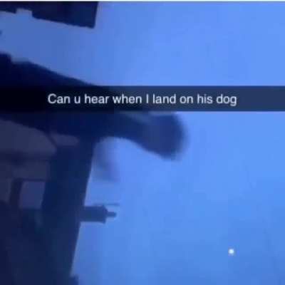 Dog gets bodied