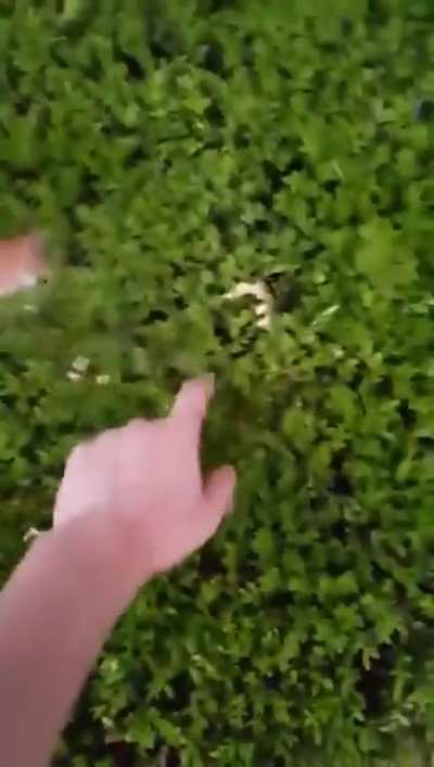 Murder Bush