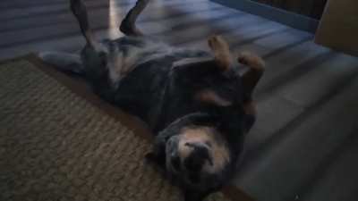 Bindi when she realizes I'm recording