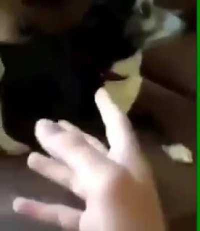 JooJ Reference