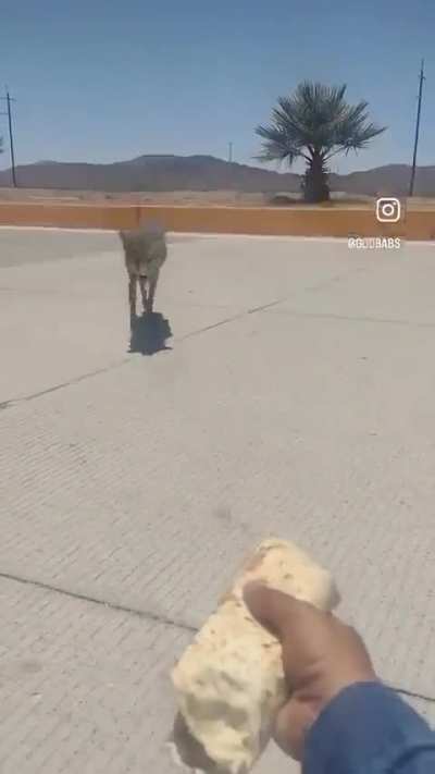 Burrityote