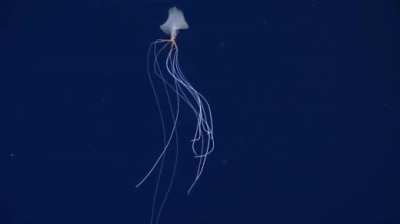 Magnapinna Squid - New footage from Nov 2021; NOAA. Aliens in our own oceans
