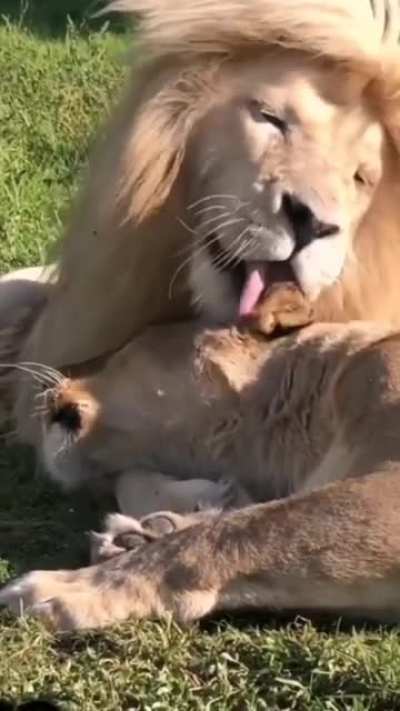 Beautiful Big Cats. 🥰