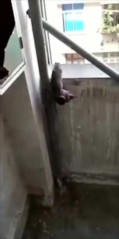 Ratinho suic&iacute;da