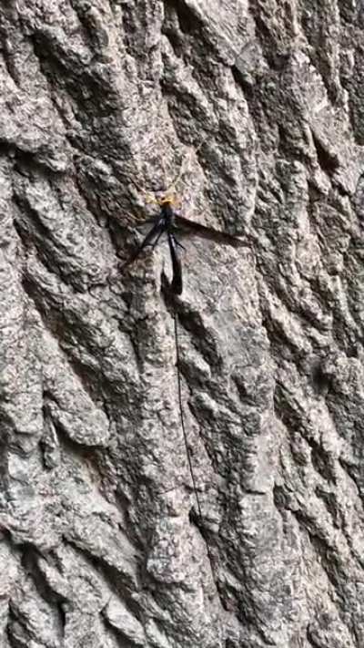 Apparently it&rsquo;s called an Ichneumon Wasp.