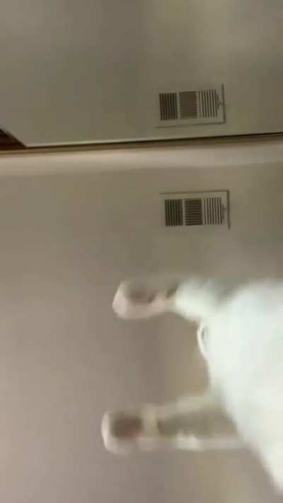 Gato dance