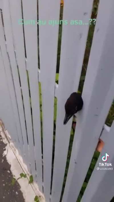This fence has a serious design flaw