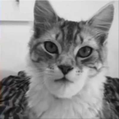 Based Cat