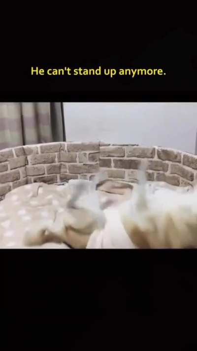 The way the cat caught him when he fell