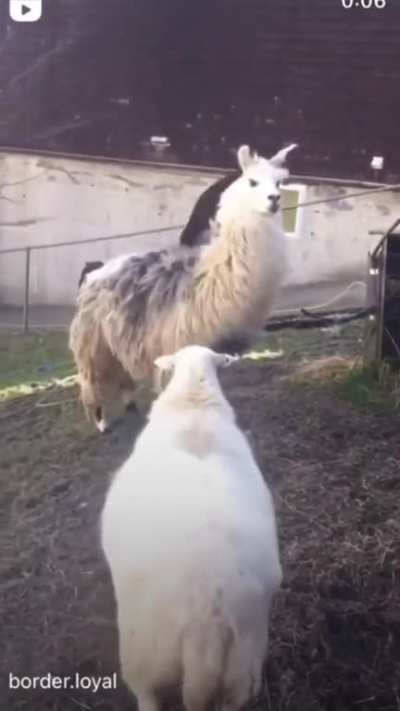 dog be riding the alpaca agian