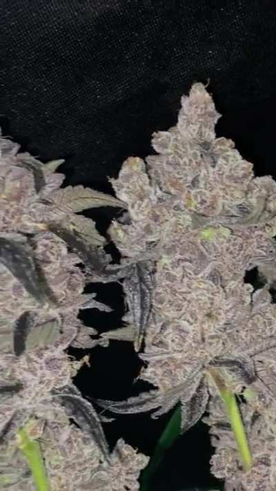 Spritzer (Runtz x Grape Pie x MAC)