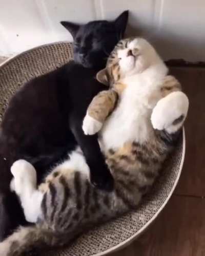Cuddle Puddle