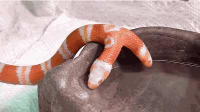 "Medusa", a two-headed albino snake.